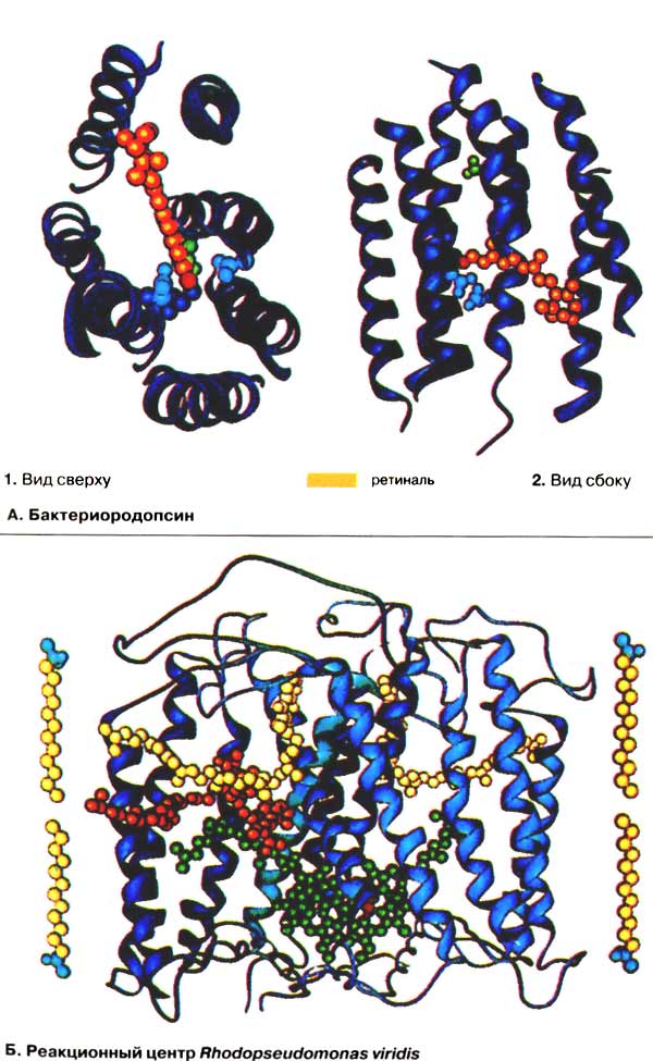 Бактериородопсин; Реакционный центр Rhodopseudomonas viridis