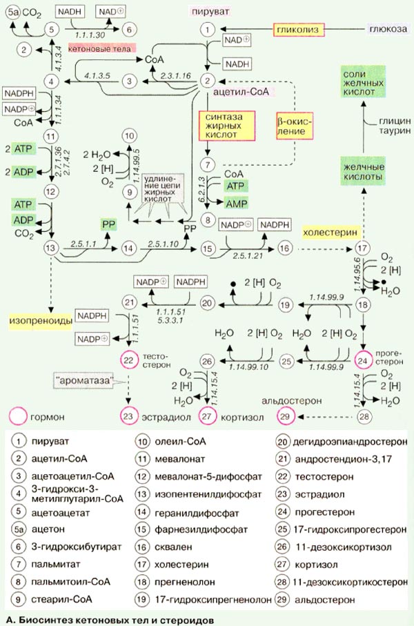 Биосинтез кетоновых тел и стероидов