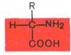 Общий тип строения альфа-аминокислот