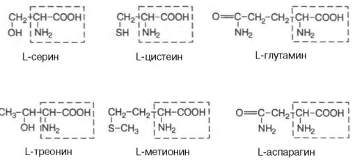 Полярные, незаряженные R-группы: L-серин, L-цистеин, L-глаумин, L-треонин, L-мтионин, L-аспарагин.