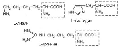 Положительно заряженные R-группы: L-лизин, L-гистидин, L-аргинин.