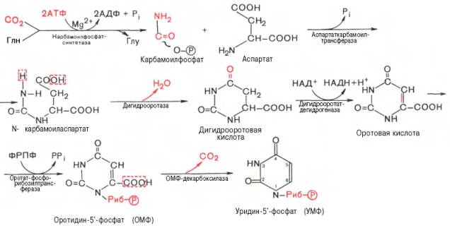 Последовательность химических реакций синтеза пиримидиновых нуклеотидов, в частности УМФ