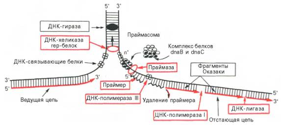 Основные этапы репликации ДНК