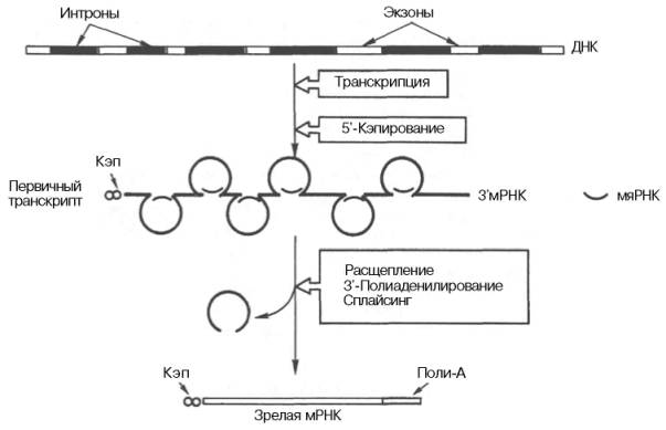 Биогенез мРНК у эукариот