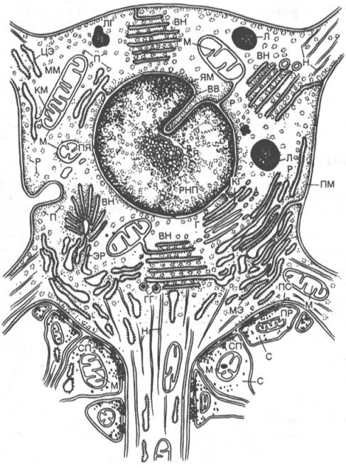 Схематическое изображение ультратонкого строения нервной клетки по данным электронной микроскопии (по А.А. Маниной)