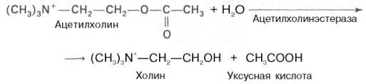 Гидролитический распад ацетилхолина на уксусную кислоту и холин катализируется ферментом, который получил название «ацетилхолинэсте-раза»