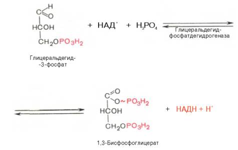 В результате шестой реакции глицеральдегид-3-фосфат в присутствии фермента глицеральдегидфосфатдегидрогеназы, кофермента НАД и неорганического фосфата подвергается своеобразному окислению с образованием 1,3-бисфосфоглицериновой кислоты и восстановленной формы НАД (НАДН)