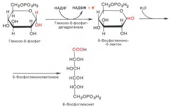 Образование 6-фосфоглюконата из глюкозо-6-фосфата