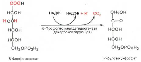 Образование рибулозо-5-фосфата из 6-фосфоглюконата