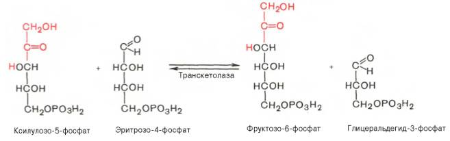 Образование фруктозо-6-фосфата и триозофосфата в результате взаимодействия второй молекулы ксилулозо-5-фосфата с эритрозо-4-фосфатом