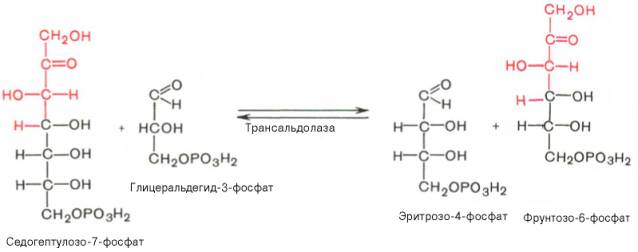 Фермент трансальдолаза катализирует перенос остатка диоксиацетона (но не свободного диоксиацетона) от седогептулозо-7-фосфата на гли-церальдегид-3-фосфат