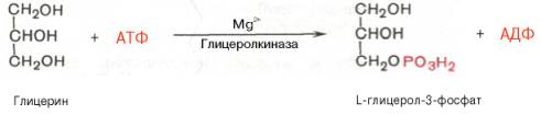 Глицерин фосфорилируется за счет АТФ с образованием глицерол-3-фосфата