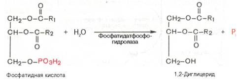 Образование 1,2-диглицерида из фосфатидной кислоты