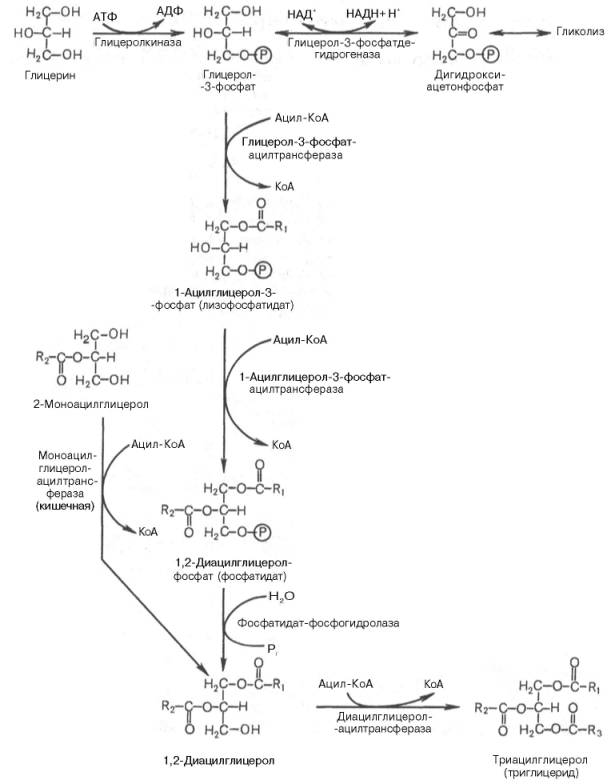 Биосинтез триглицеридов (триацилглицеролов)