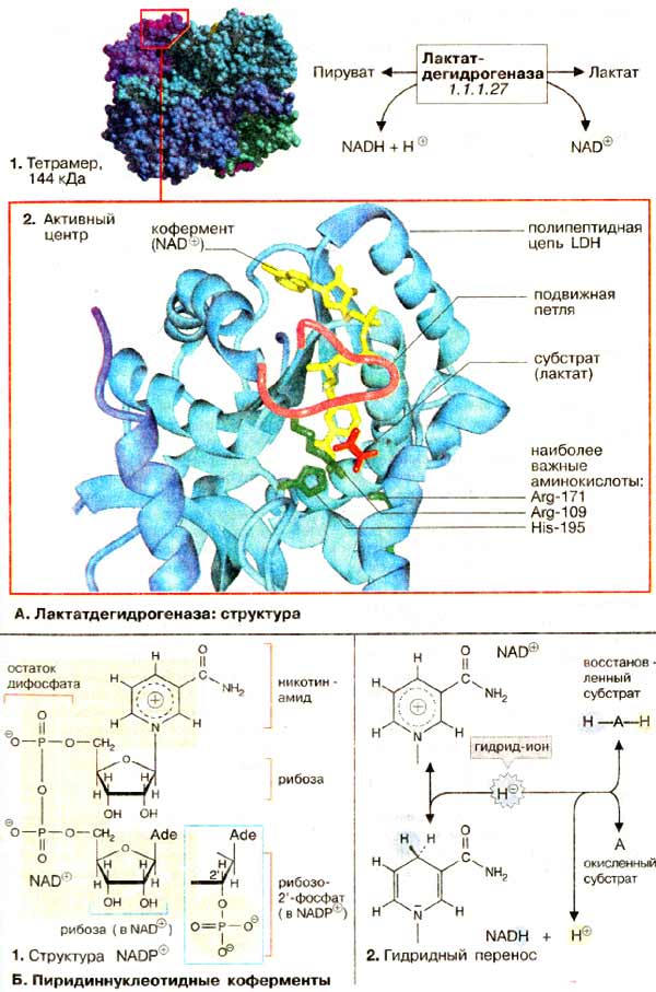 Лактатдегидрогеназа: структура; Пиридиннуклеотидные коферменты;