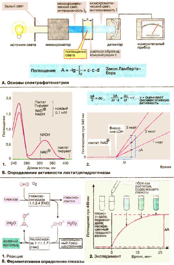 Ферментативный анализ: основы спектрофотометрии, ферментативное определение глюкозы;