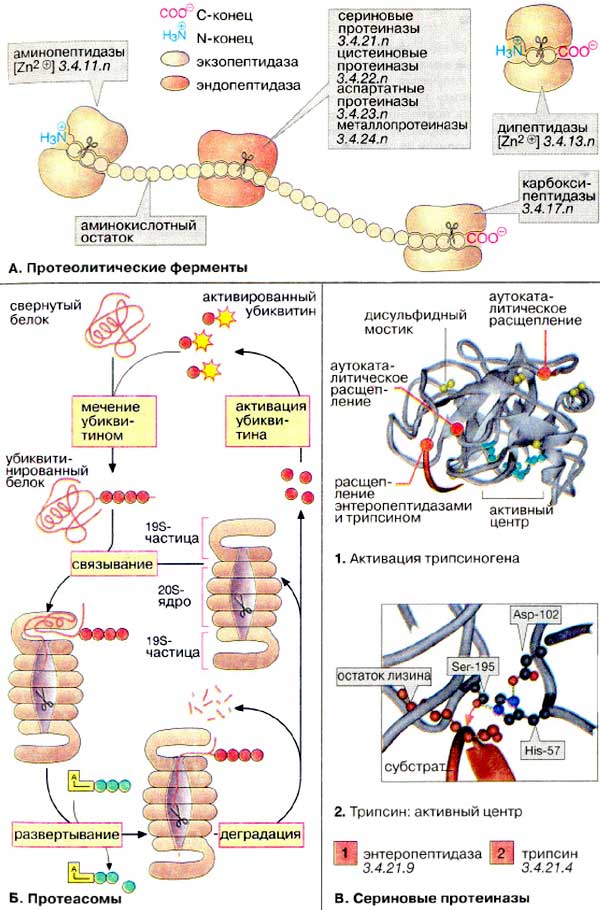Протеолитические ферменты; Протеасомы; Сериновые протеиназы;