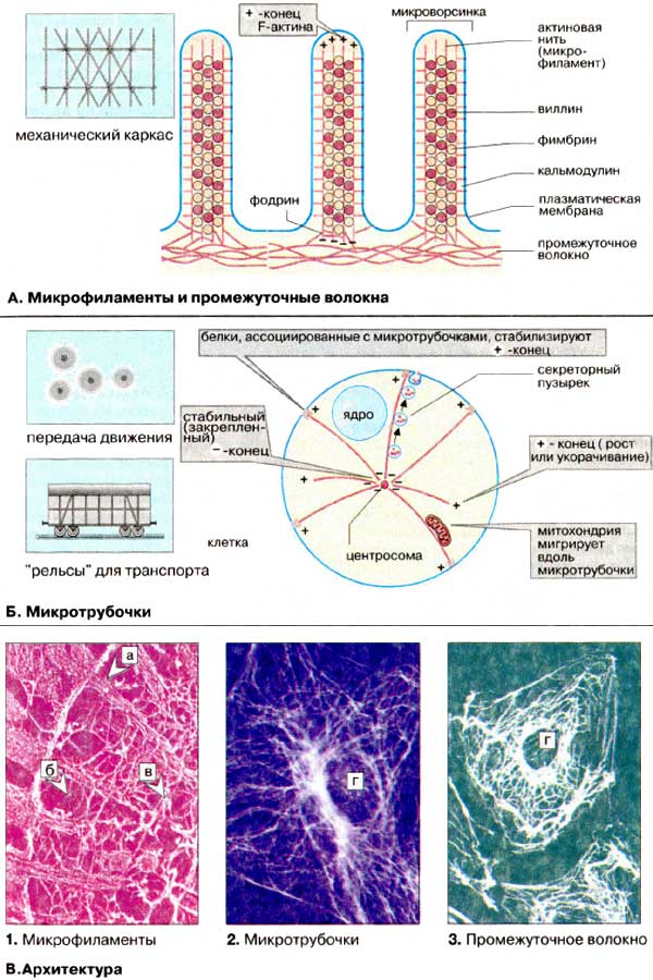 Структура и функции клетки: микрофиламенты и промежуточные волокна; Микротрубочки; Архитектура;