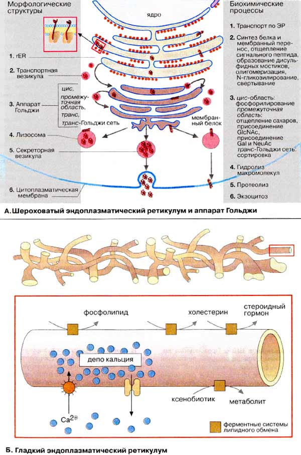Шероховатый эндоплазматический ретикулум и аппарат Гольджи; Гладкий эндоплазматический ретикулум;