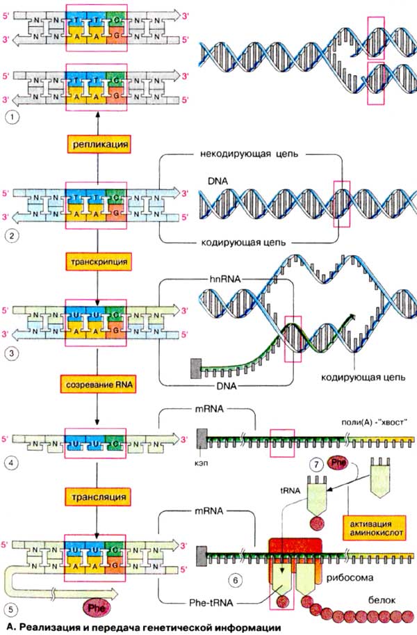 Реализация и передача генетической информации