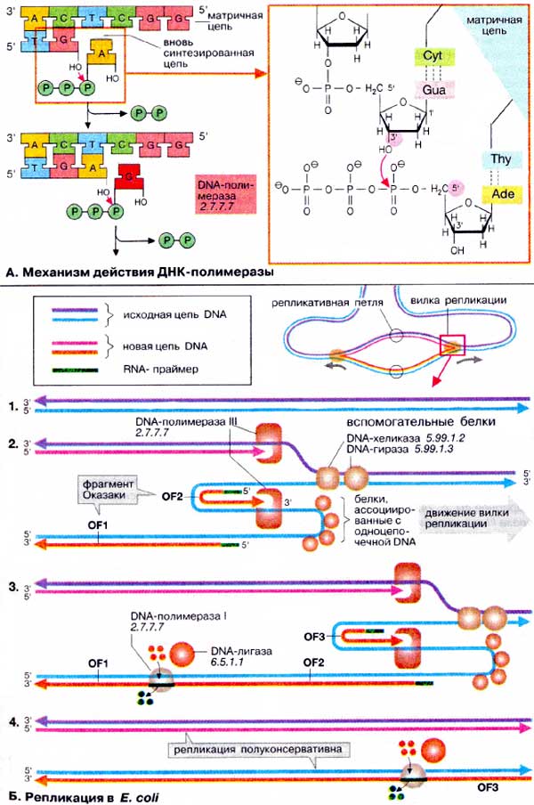 Механизм действия ДНК-полимеразы; Репликация в Е. coli;
