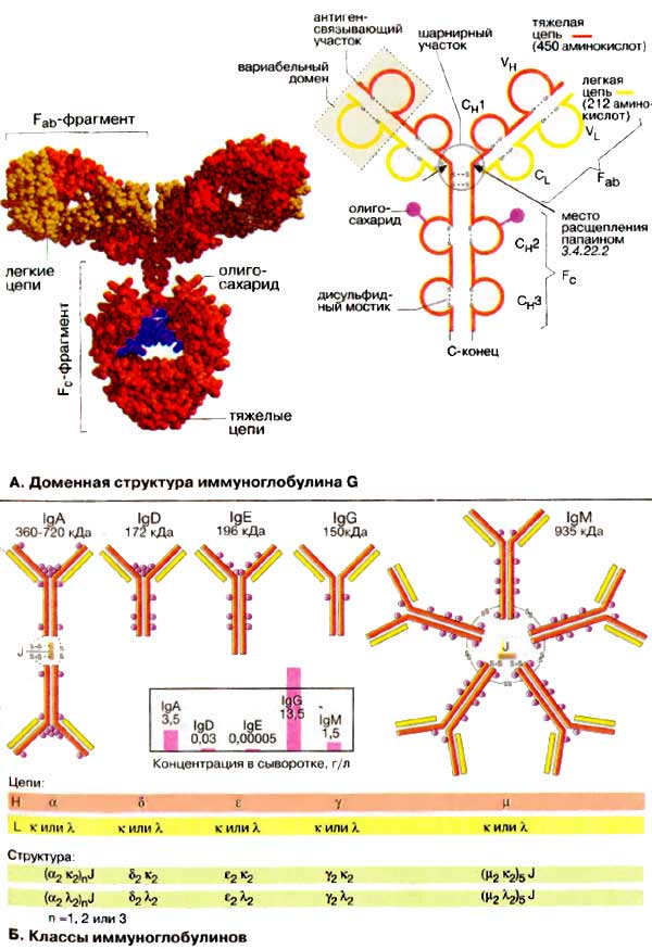 Доменная структура иммуноглобулинов G; Классы иммуноглобулинов;