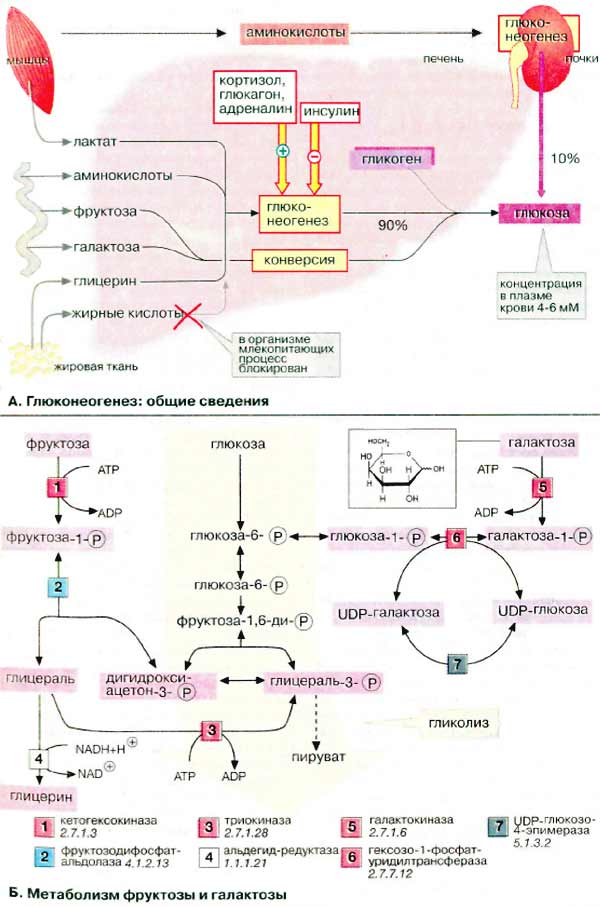 Метаболизм углеводов: глюконеогенез (общие сведения), метаболизм фруктозы и галактозы