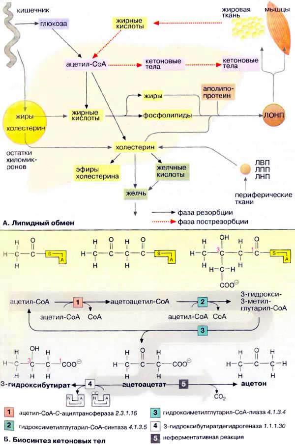Метаболизм липидов: липидный обмен, биосинтез кетоновых тел