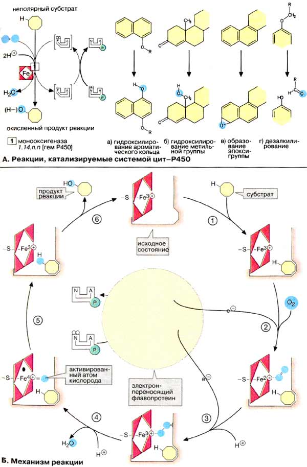 Система цитохрома Р450. Реакции, катализируемые системой цит-Р450 и механизм реакции