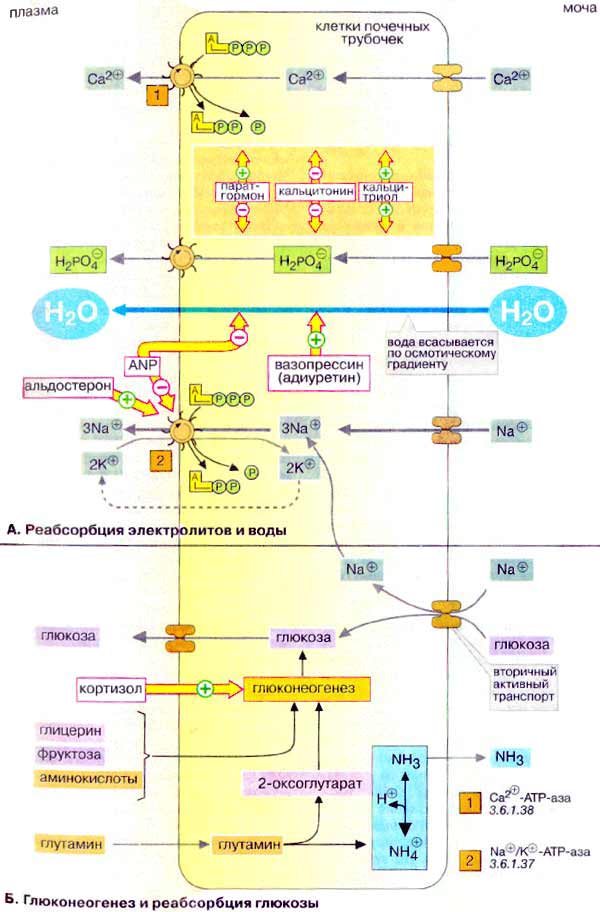 Реабсорбция электролитов и воды; Глюконеогенез и реабсорбция глюкозы; 