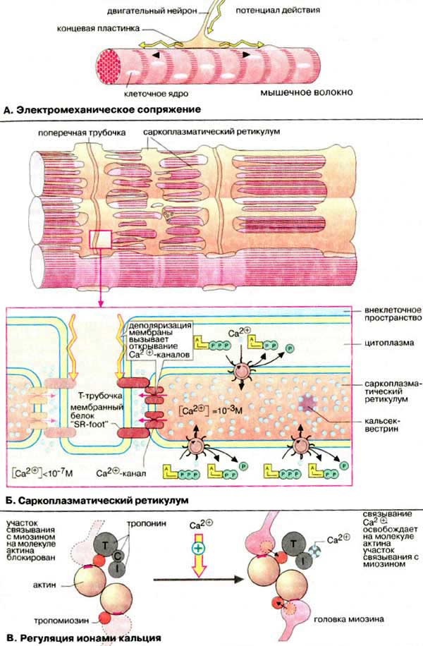 Регуляция сокращения мышечных волокон: электромеханическое сопряжение, саркоплазматический ретикулум, регуляция ионами кальция;