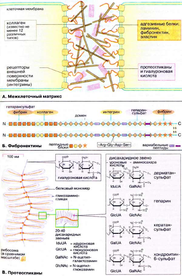 Состав межклеточного матрикса, протеогликаны;