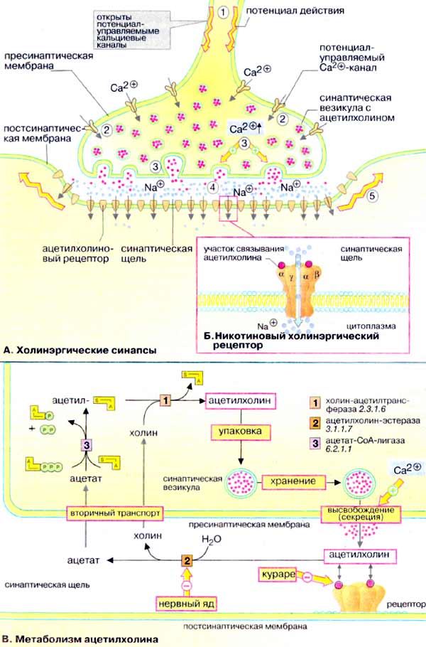 Холинэргические синапсы; Метаболизм ацетилхолина;