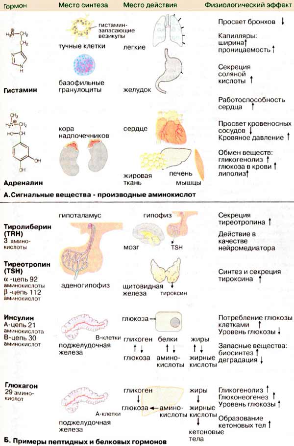 Гидрофильные гормоны: сигнальные вещества - производные аминокислот, примеры пептидных и белковых гормонов;