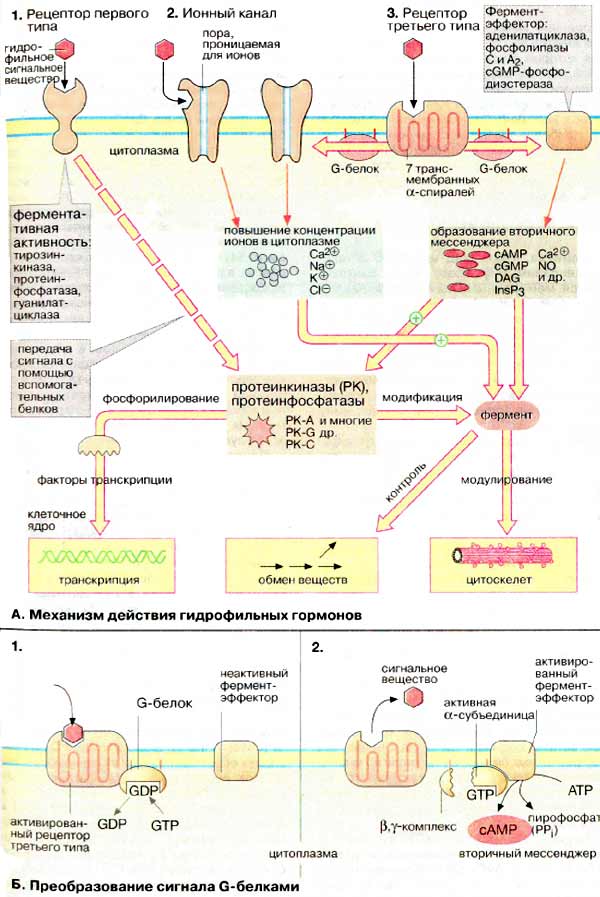 Механизм действия гидрофильных гормонов; Преобразование сигнала G-белками;