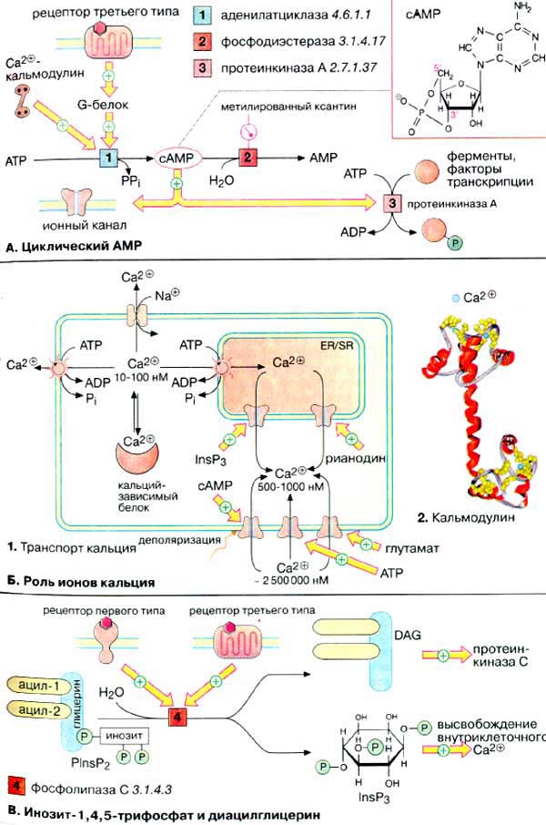 Вторичные мессенджеры: циклический АМР, роль ионов кальция, Инозит-1,4,5-трифосфат и диацилглицерин;