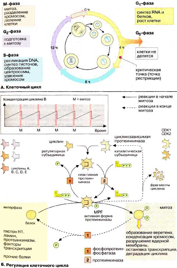 Клеточный цикл; Регуляция клеточного цикла;
