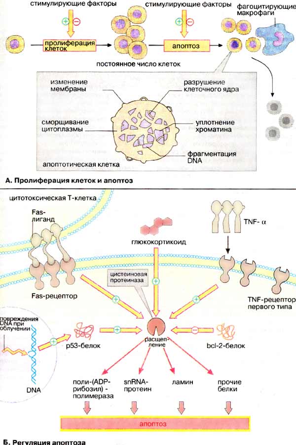 Пролиферация клеток и апоптоз; Регуляция апоптоза;