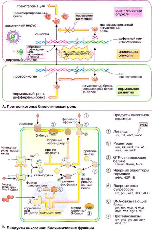 Онкогены: Протоонкоген (биологическая роль), продукты онкогенов (биологическая роль);