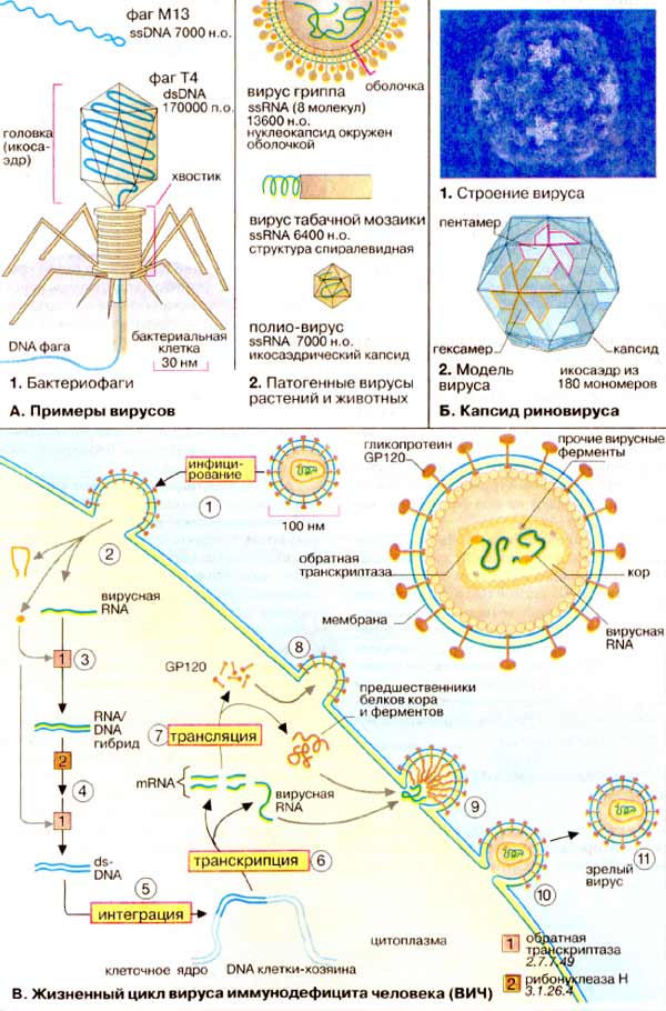 Вирусы: примеры вирусов; капсид риновируса; Жизненный цикл вируса иммунодефицита человека (ВИЧ)