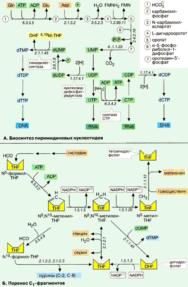 Биосинтез пиримидиновых нуклеотидов; Перенос C1-фрагментов