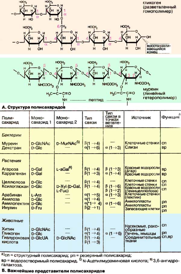 Полисахарид в мышцах и печени. Водорастворимые полисахариды. Структура гликогена биохимия. Полисахариды формулы и названия. Структура полисахаридов.