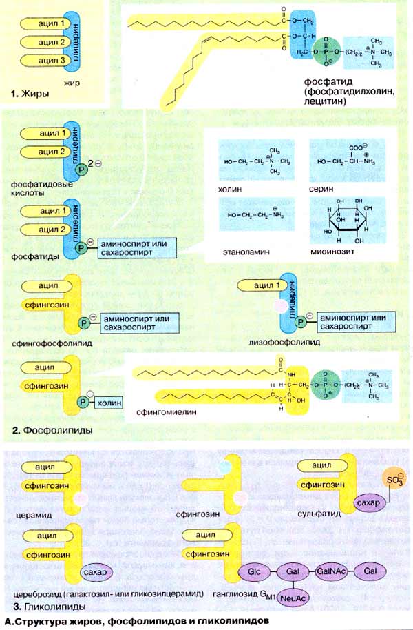 Структура жиров, фосфолипидов и гликолипидов
