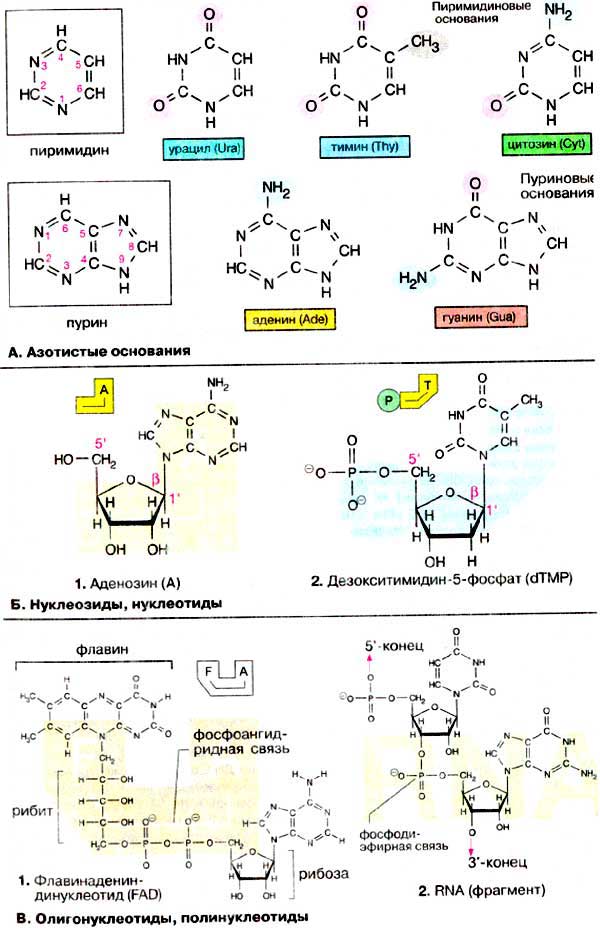 Азотистые основания; Нуклеозиды, нуклеотиды; Олигонуклеотизы и полинуклеотиды;