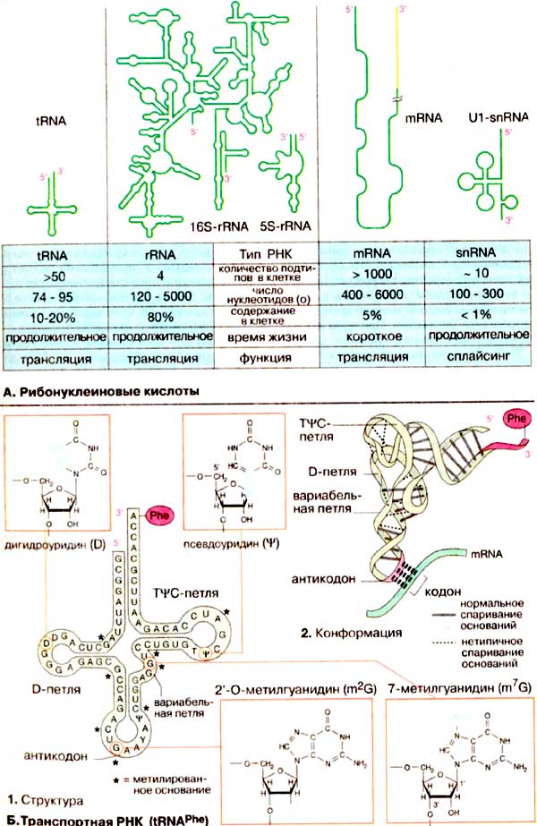 Рибонуклеиновые кислоты; Транспортная РНК;