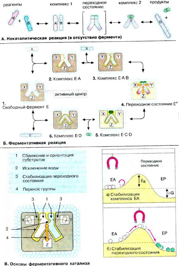 Некаталитическая реакция (в отсутствие фермента); Ферментативная реакция; Основы ферментативного катализа;