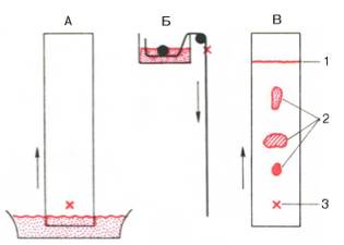 Хроматография на бумаге (схема)