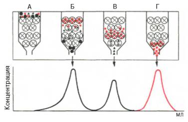 Гель-хроматография на колонке с сефадексом (схема)