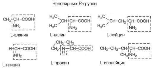 Неполярные R-группы: L-глицин, L-пролин, L-изолейцин