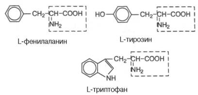 Ароматические R-группы: L-фенилаланин, L-тирозин, L-триптофан.